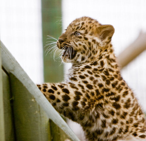 This little leopard is elated by his view.
Source: Flickr user MacJewell
This little leopard is elated by his view.
Source: Flickr user MacJewell