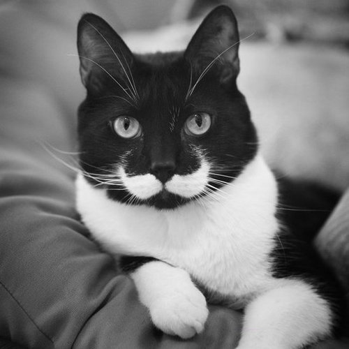 I mustache you a serious question.
Source: Flickr user Meagan
I mustache you a serious question.
Source: Flickr user Meagan