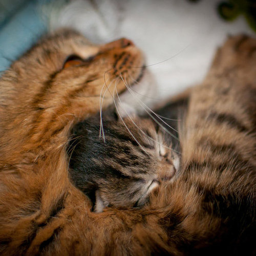 Mom is my favorite pillow.
Source: Flickr user alexbartok
Mom is my favorite pillow.
Source: Flickr user alexbartok