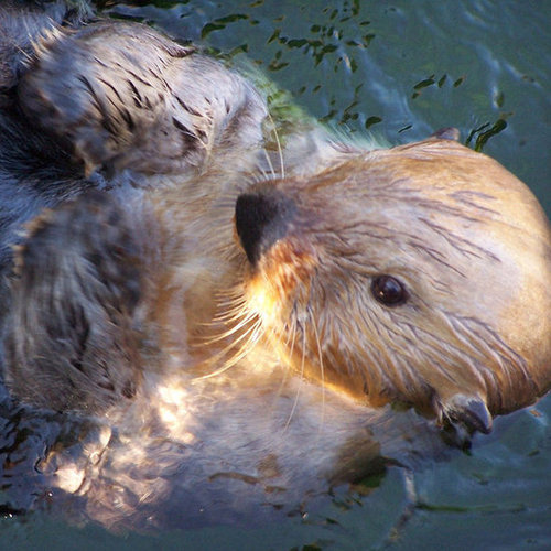 Lounging in the water is great. You otter join me sometime!
Source: Flickr user Dom H UK
Lounging in the water is great. You otter join me sometime!
Source: Flickr user Dom H UK