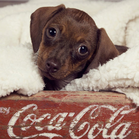 Advertising cuteness or advertising Coca-Cola?
Source: Flickr user latteda
Advertising cuteness or advertising Coca-Cola?
Source: Flickr user latteda