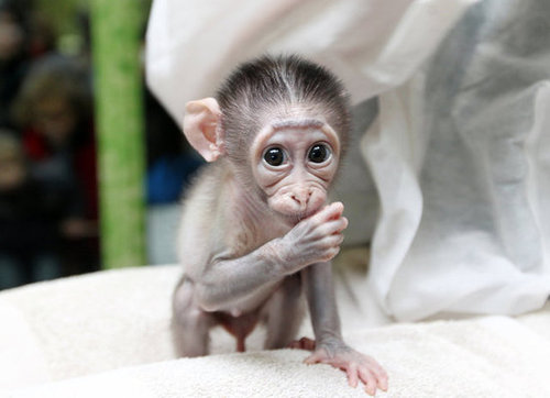 This little Mangabey monkey is thumb-suckingly cute!
This little Mangabey monkey is thumb-suckingly cute!