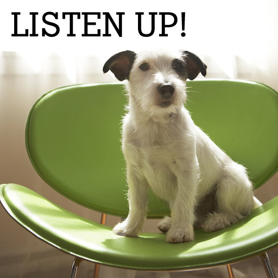 All Ears: 12 Common Shapes For Furry Lobes All Ears: 12 Common Shapes For Furry Lobes