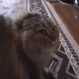No No No No No Cat (Video)