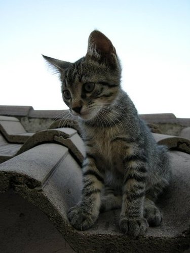 Source: Flickr user Yellow.Cat
Source: Flickr user Yellow.Cat