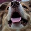 Frozen Pet Treats For Dogs and Cats