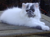 Hi My Name is Smudge