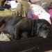 Bank foreclosures Force Pets into Streets and Shelters