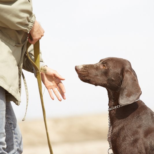 Essential Hand Signals For Dogs Essential Hand Signals For Dogs