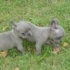 Globetrotters: Meet True Blue French Bulldog Pups