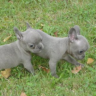 Globetrotters: Meet True Blue French Bulldog Pups