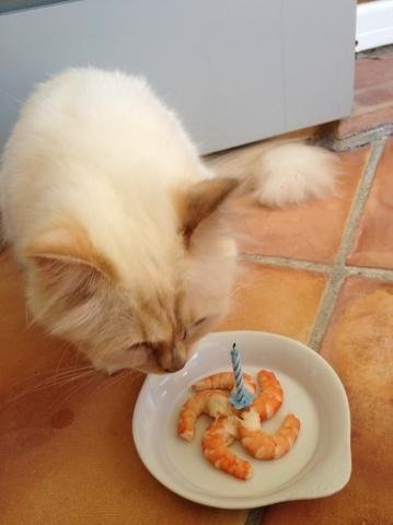Choupette the Gourmand