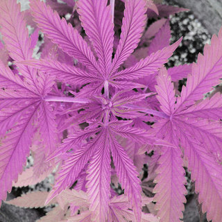 Hemp Beauty Benefits For Skin and Hair