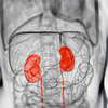 What Does My Kidney Do?
