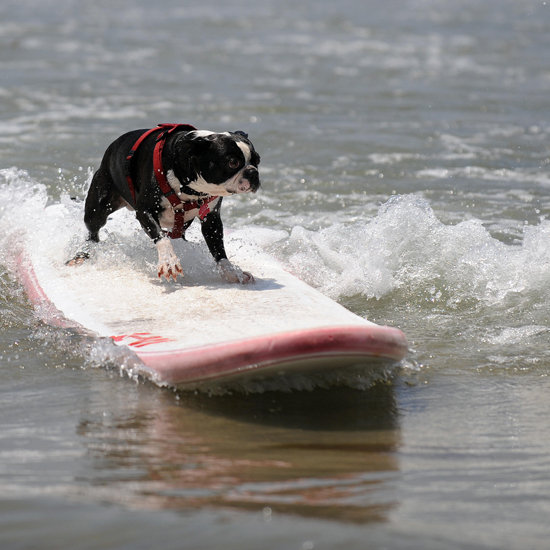 What Should I Do With My Dog This Weekend? What Should I Do With My Dog This Weekend?