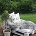 Chic Palette