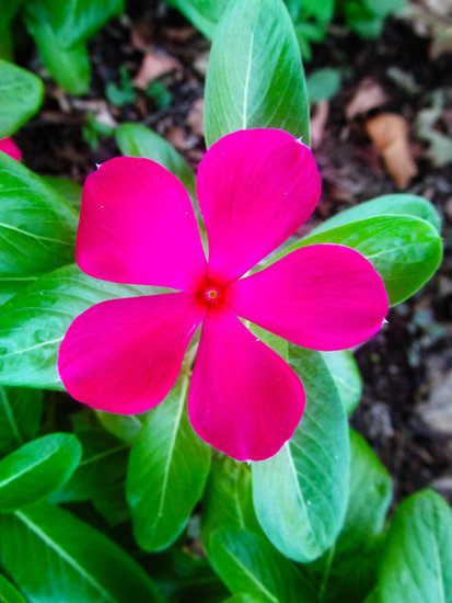 Pretty in pink