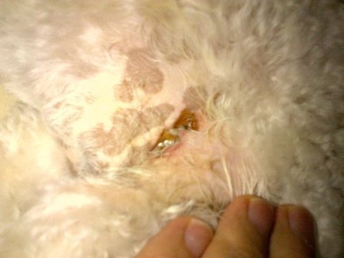 Don't know what to do! my girlfriend is at the vets with the dog now after she had been to the groomers yesterday and this -