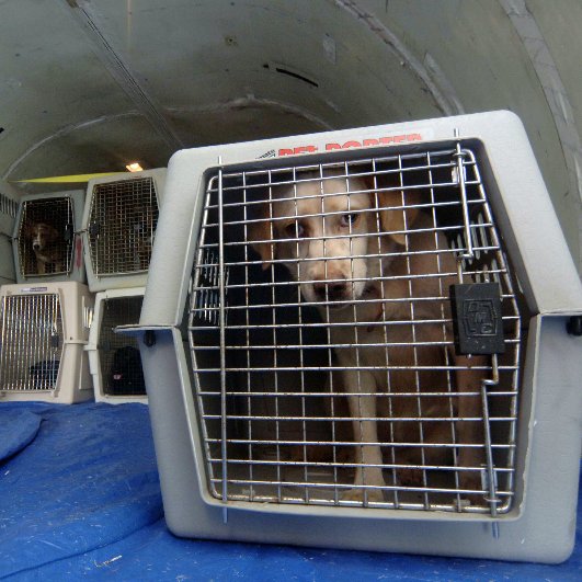 Maggie Rizer's Dog Dies on Airplane Maggie Rizer's Dog Dies on Airplane