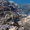 Google Maps Street View Underwater