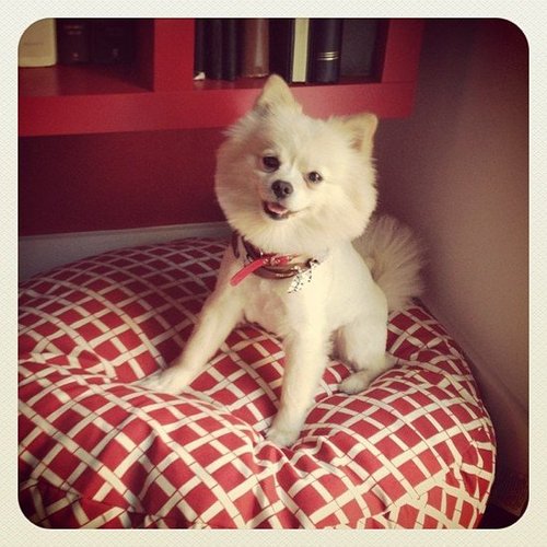 Comfy Bed, Happy Pom Comfy Bed, Happy Pom