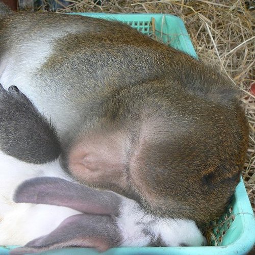 An Unconventional Love Story: When Monkey Meets Bunny . . .