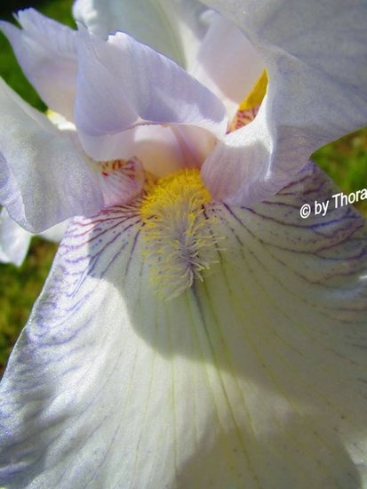The Goddess of the Iris