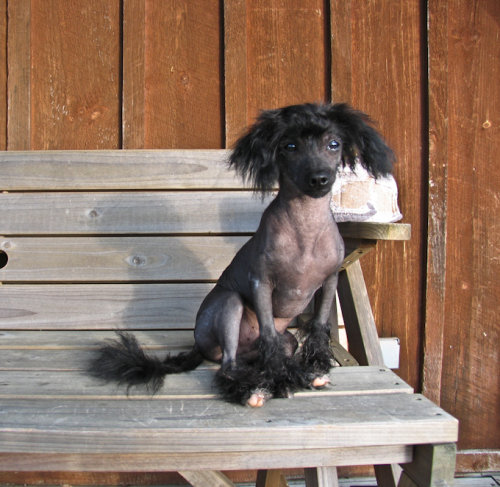 Prince, a Chinese Crested-Poodle Mix Prince, a Chinese Crested-Poodle Mix