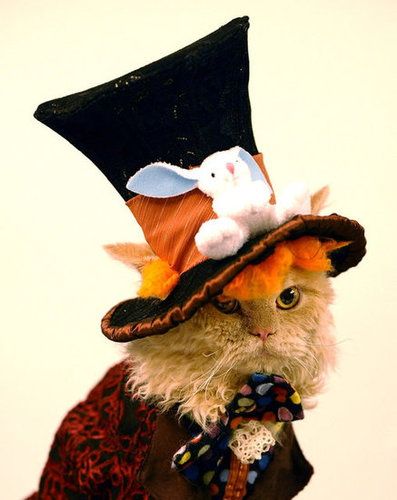 Mad Catter Mad Catter