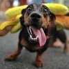Pet Halloween Costume Tips