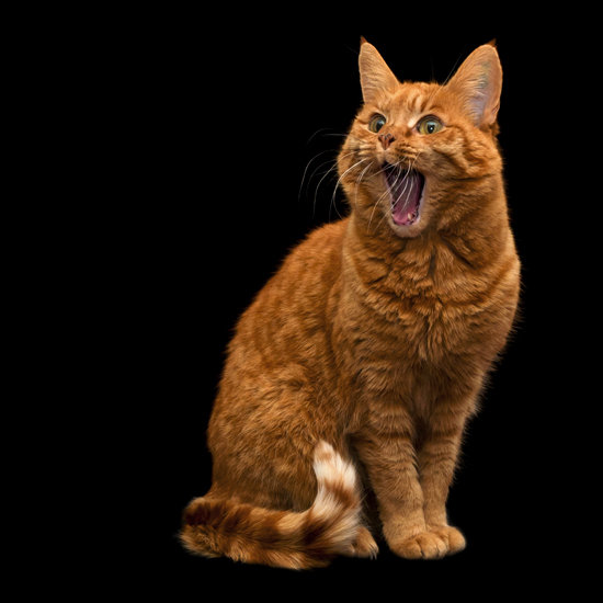 Pet Safety Tips For Halloween Pet Safety Tips For Halloween