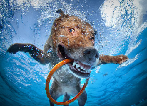 4. Entice Pets With Their Favorites 4. Entice Pets With Their Favorites