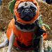 Pet Costumes