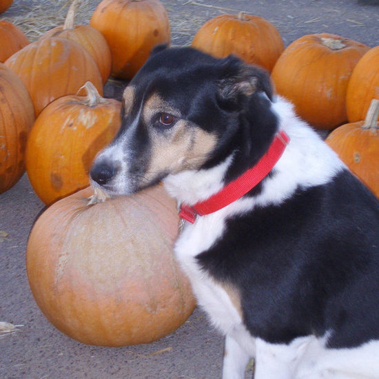 Pet Pic of the Day Pet Pic of the Day