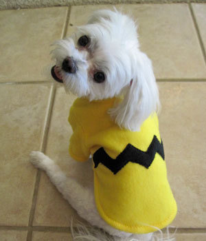 Charlie Brown Charlie Brown