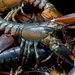 Lobster