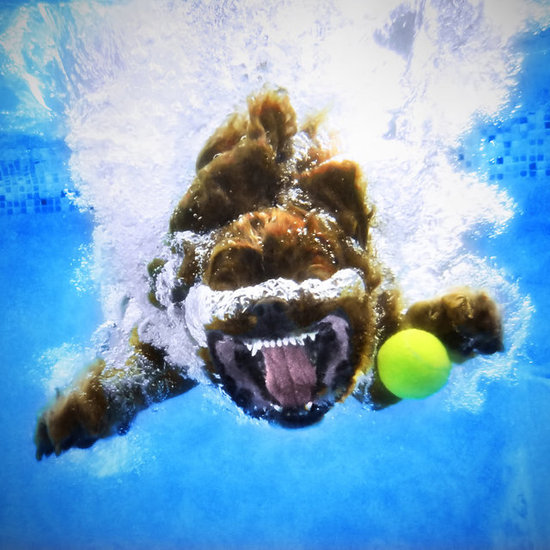 Pet Photography Tips From Underwater Dogs' Seth Casteel Pet Photography Tips From Underwater Dogs' Seth Casteel