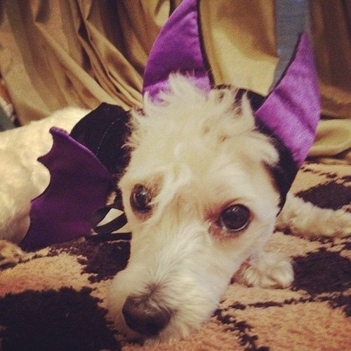 Sarah Hyland put her dog in a bat costume.
Source: Instagram user Sarah Hyland
Sarah Hyland put her dog in a bat costume.
Source: Instagram user Sarah Hyland