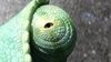 Video of Johnny Depp as Rango