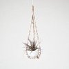 Cool Modern Gift Plants