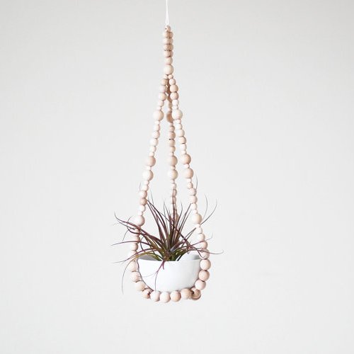 Cool Modern Gift Plants