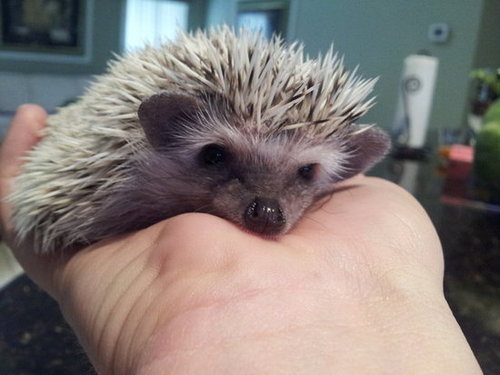 Hayley in the hand