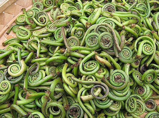 Fiddlehead Ferns Fiddlehead Ferns