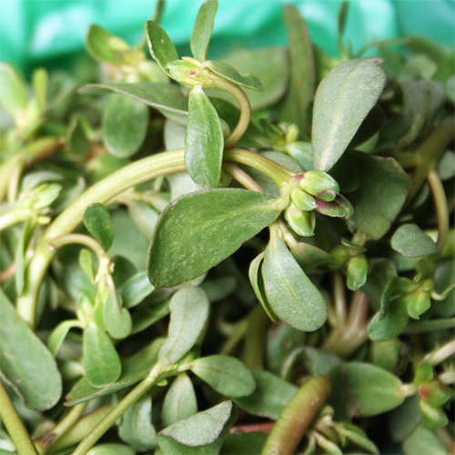 Purslane Purslane