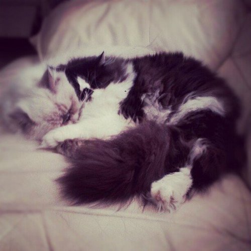 Cuddle Buddy Cuddle Buddy