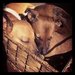Puppy Love