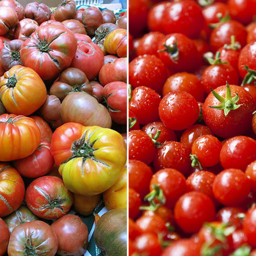 Tomatoes Tomatoes