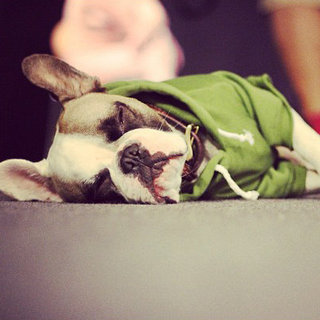 Cute Pets Sleeping | Pictures