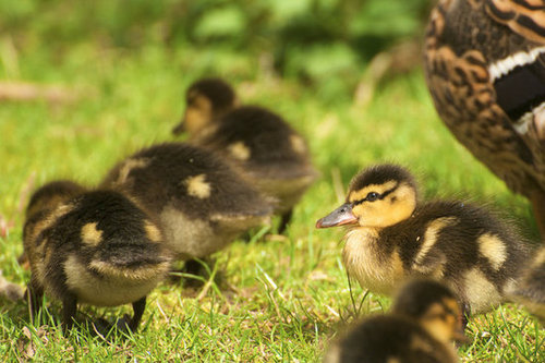 Sponsor a Flock of Ducks Through Heifer International Sponsor a Flock of Ducks Through Heifer International