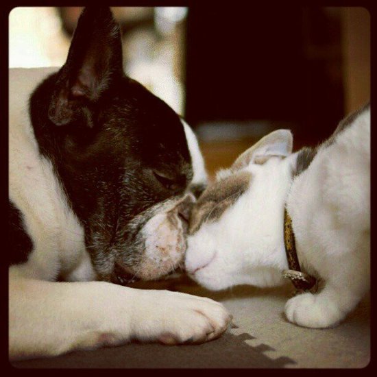 The Odd Couple: Unlikely Pet Friendships The Odd Couple: Unlikely Pet Friendships